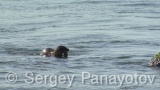 Video of European Otter - European Otter hunting and eating fish along the coast and the cliffs of Sinemorets